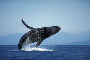 Humpback Whale Breaching
