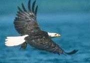 eagle1
