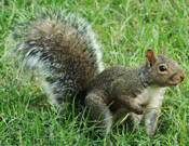 Squirrel2
